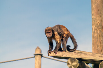 New World monkey Capuchin