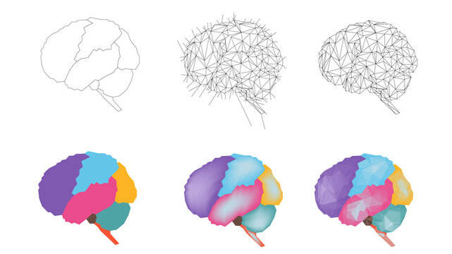 Drawing brain step by step to low poly icon vector