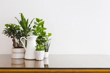 Potted plants on a table against white wall.