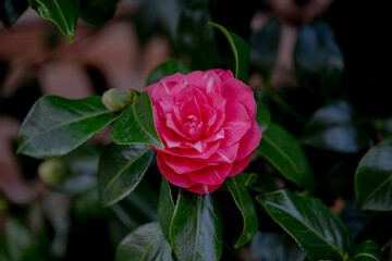 Soft selective focus of Camellia japonica known as common camellia with green leaves in the garden,...