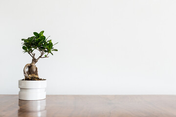Plant on a table mock up. Bonsai tree.	