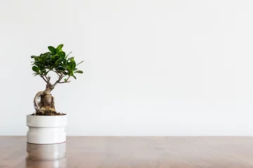 Fotobehang Plant on a table mock up. Bonsai tree.  © mallmo