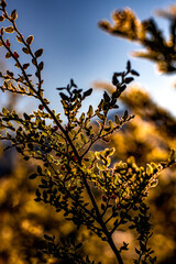 Sunset in the mountains in Arthurs Pass, Canterbury, New Zealand