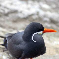 Larosterna inca bird with orange beak and white moustache, Puffin bird.