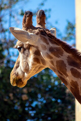Giraffe head. African wild animals. 