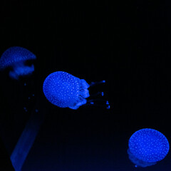 Glowing jellyfish