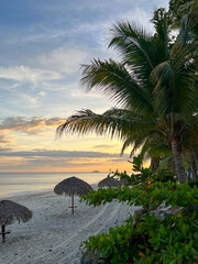 palm trees at sunset