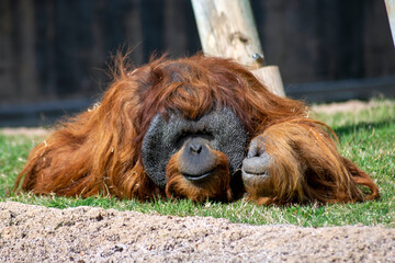 Orangutang resting, zoo conservation. Orangutang endangered species of animals. 