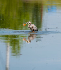Great blue heron (Ardea herodias), catching a gold fish in a pond.