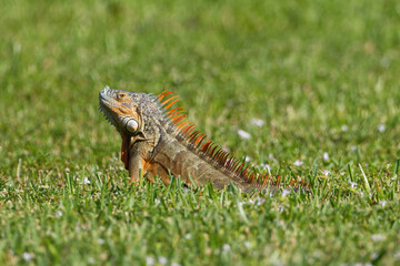 Orange Iguana in grass