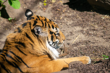 Tiger resting, big cat or wild cat endangered species. Animal conservation.