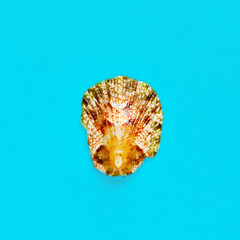 Flat Lay isolated image of a coastal seashell on a blue background