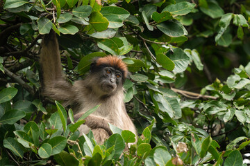 Ugandan red colobus on the branch. Colobus in the forest. African nature. Safari in Uganda. 