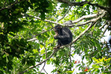 Chimpanzee in the Kibale forest. Chimp on the tree. Safari in Uganda.