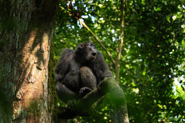 Chimpanzee in the Kibale forest. Chimp on the tree. Safari in Uganda.