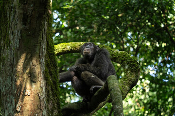 Chimpanzee in the Kibale forest. Chimp on the tree. Safari in Uganda.