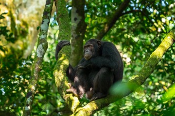 Chimpanzee in the Kibale forest. Chimp on the tree. Safari in Uganda.