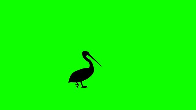 Walking pelican, animation on the green background
