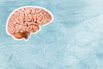 human brain model on light blue background, concept of level of mind, intellectual achievements, possibility of people's intelligence, development of mental abilities