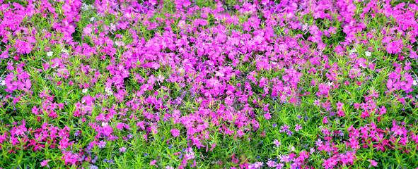 close-up of beautiful garden bed, pink, purple, lilac undersized flowers of aubrieta perennial sway in wind, concept of natural essential oils, lilac background for relaxation, gardening concept
