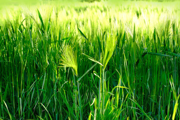 green ripening ears of wheat on the field, concept of future harvest, bread production,...