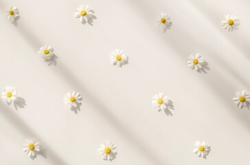 White daisies flowers chamomile with shadows and sunlight on a light summer background. Minimalism...