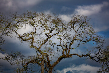 A winter image of an oak tree against a dramatic blue sky with puffy clouds