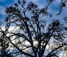 A winter image of an oak tree with mistletoe, silhouette against a dramatic sky