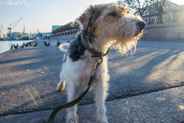 Morning walk with the dog. Early mornin. Walk along the promenade with a fox terrier. Saint Petersburg - Powered by Adobe