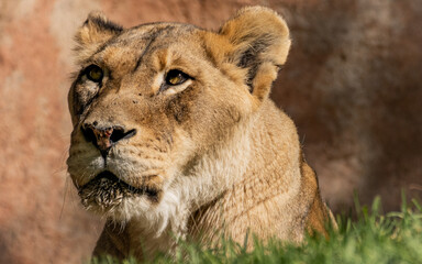 Obraz na płótnie Canvas Lioness basks in sun, San Diego Wild Animal Park, San Diego, California, United States. 