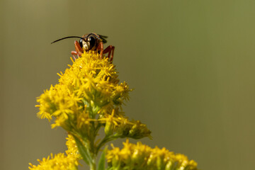 Wasp on a flower