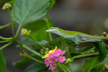 Lizard on a leaf