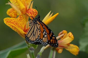 Butterfly and an orchid