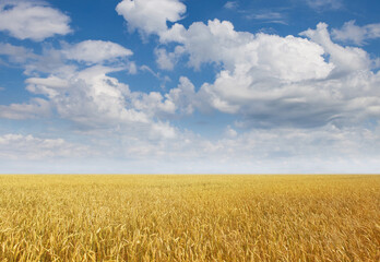 golden wheat field with blue sky in background. summer concept