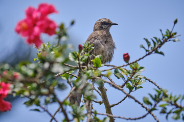 Long tailed Mockingbird (Mimus longicaudatus), perched on the branches of a bush among flowers.