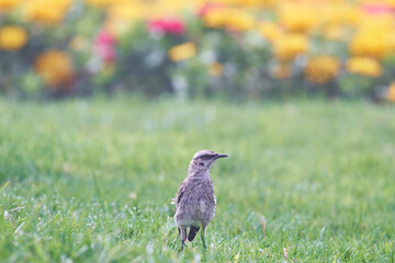 Long tailed Mockingbird (Mimus longicaudatus), perched on grass among flowers.