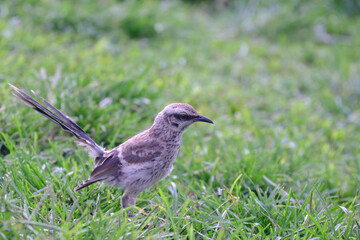 Long tailed Mockingbird (Mimus longicaudatus) perched on fresh green grass.