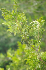 Close up of tree leaves