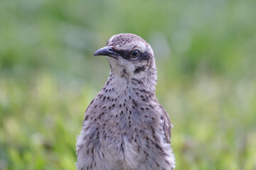 Long tailed Mockingbird (Mimus longicaudatus) perched on fresh green grass.