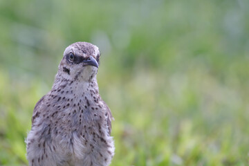Long tailed Mockingbird (Mimus longicaudatus) perched on fresh green grass.