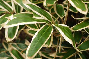 Close up of Green & White Leaves