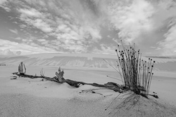 Dessert driftwood clouds death desertification
