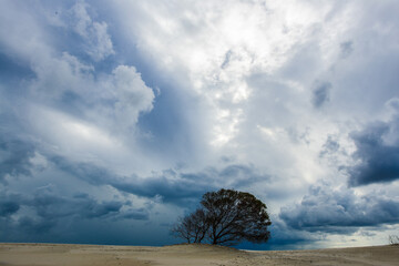 Dessert driftwood clouds death desertification tree alone dramatic cloudscape