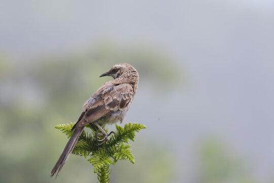 Long tailed Mockingbird (Mimus longicaudatus) perched on fresh green grass.