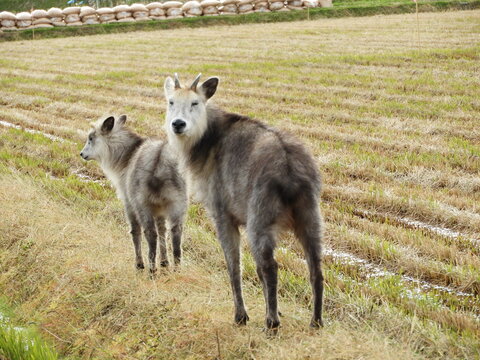 ニホンカモシカの親子