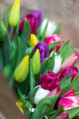 tulipany, młode wiosenne żółte tulipany, Flowers, Kwiaty, wiosna, dzień kobiet  - obrazy, fototapety, plakaty