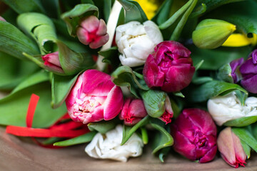 tulipany, młode wiosenne żółte tulipany, Flowers, Kwiaty, wiosna, dzień kobiet  - obrazy, fototapety, plakaty