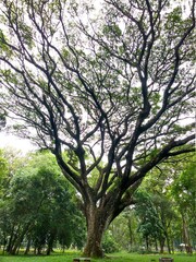 trees in the park