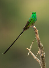 long-tailed hummingbird