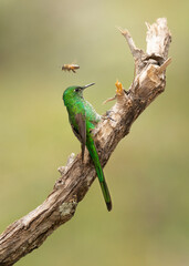 short tail hummingbird © JuanPablo